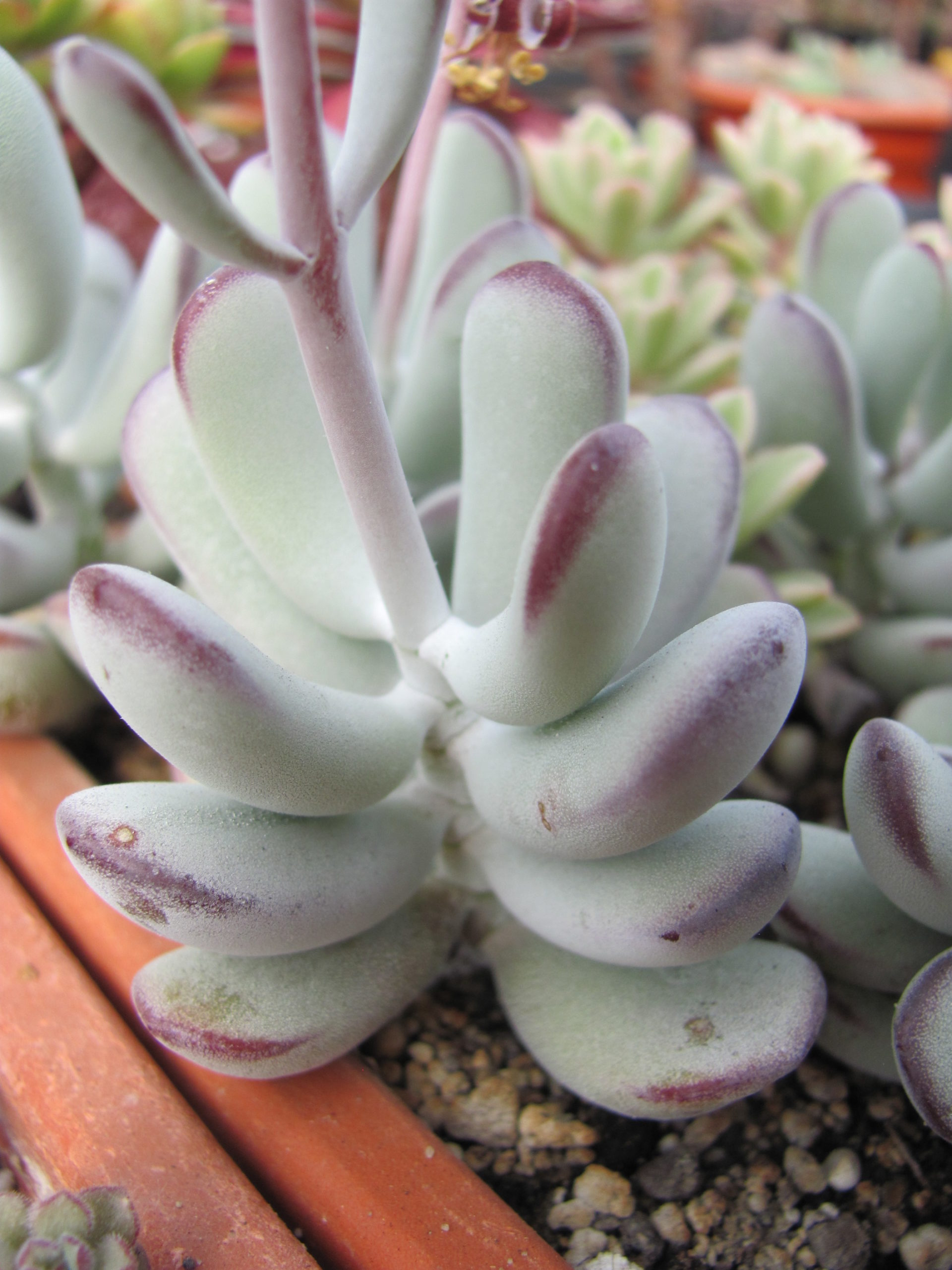 Cotyledon  orbiculata  Oophylla
