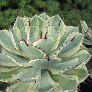 Agava   *Kissho Kan*   variegata