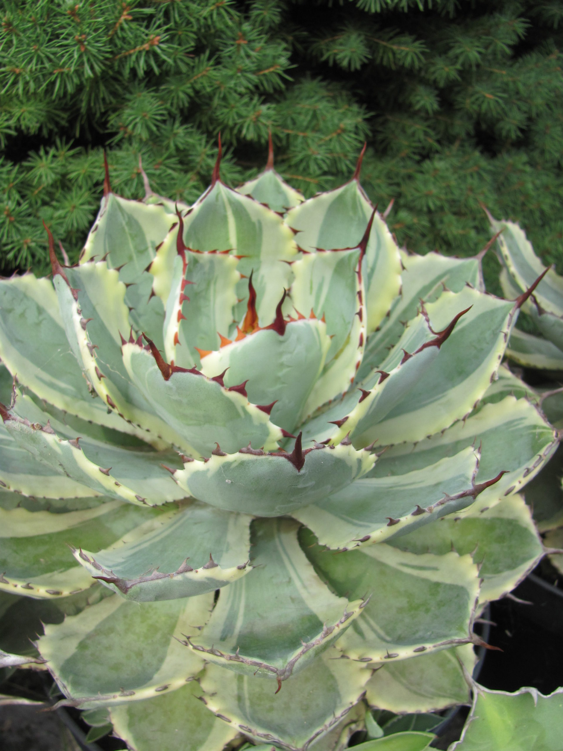 Agava   *Kissho Kan*   variegata