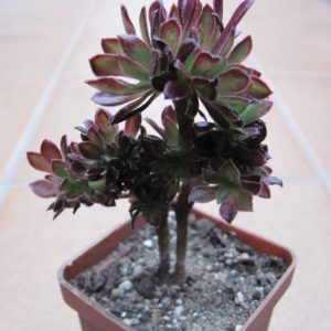 Aeonium cristata