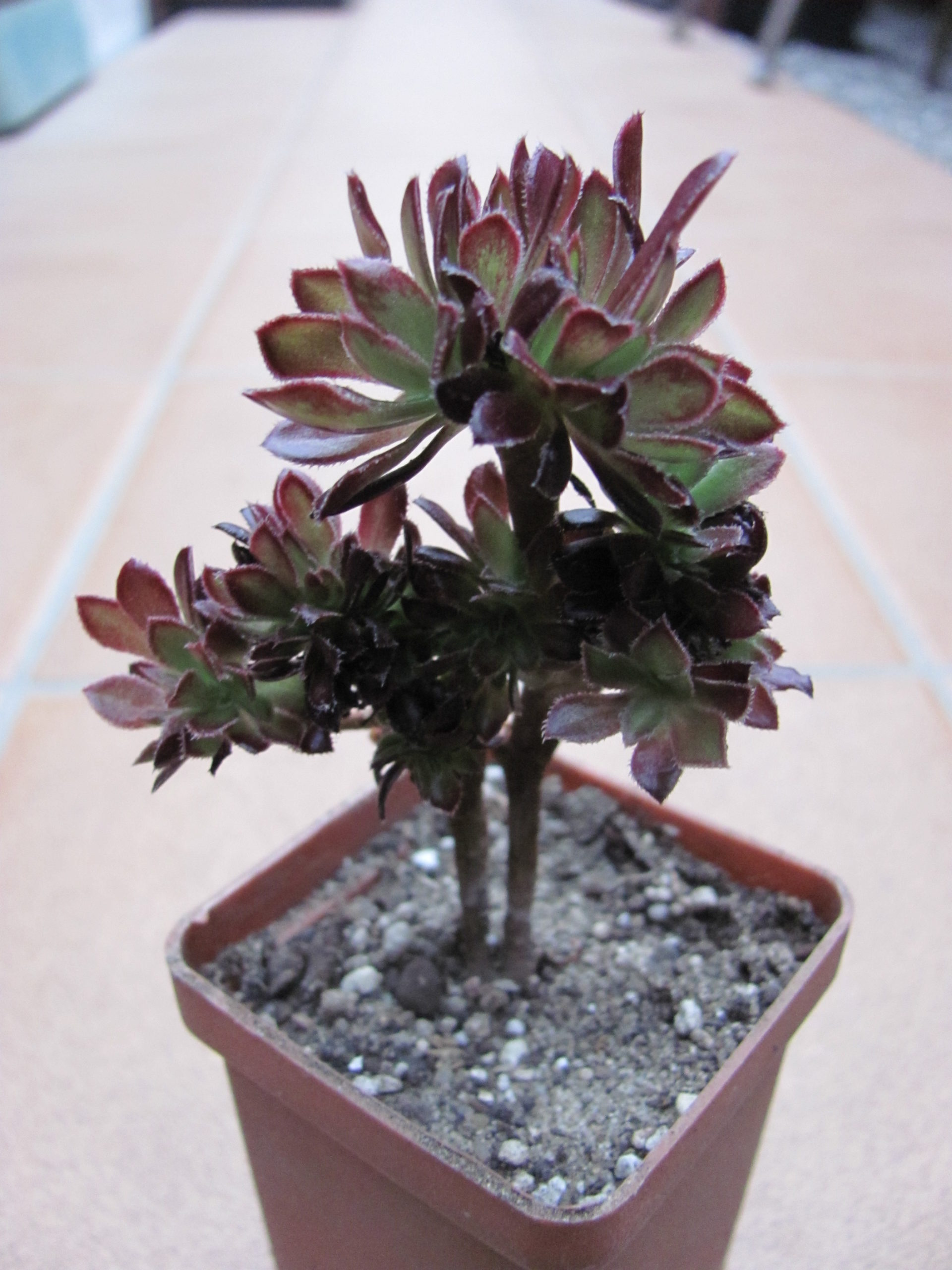 Aeonium cristata