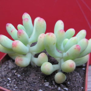 Sedum pachyphyllum