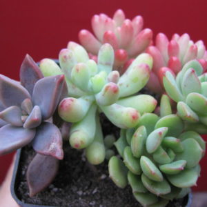 набір   Sedum