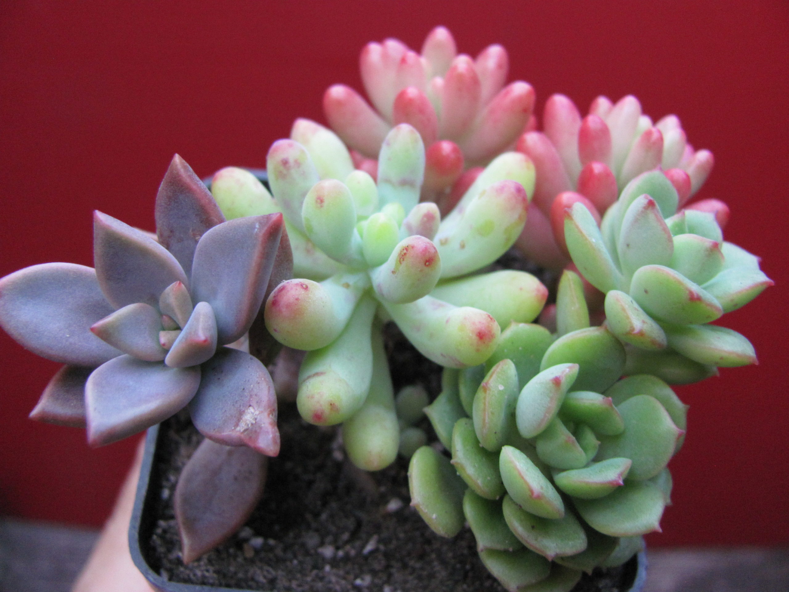 набір   Sedum