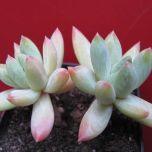 Echeveria  Yvonne