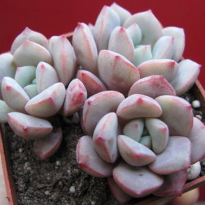 Echeveria   * Jelly Jem*