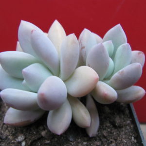 Pachyveria   Opalina
