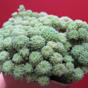 Monanthes polyphylla