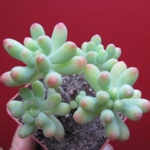 Pachyphytum    pachyphyllum