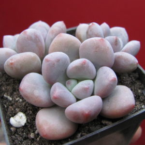 Pachyphytum  oviferum  hybr.       #100