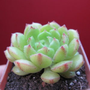 Echeveria  Derosa