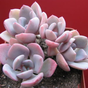 Echeveria Debbie