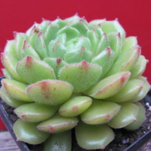 Echeveria Derosa