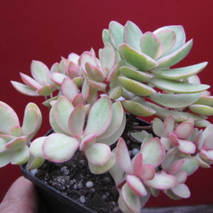 Crassula swaziensis variegata