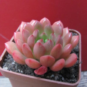 Echeveria Bashful