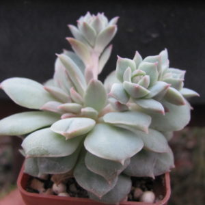 Echeveria  Van Breen       ( Korea )