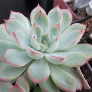 Echeveria Mebina       ( Italy )