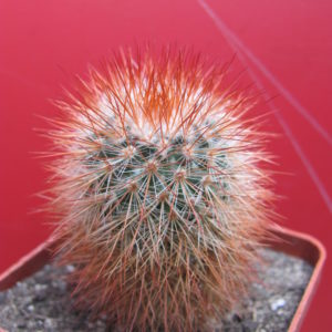 Mammillaria   spinosissima *Super Red*