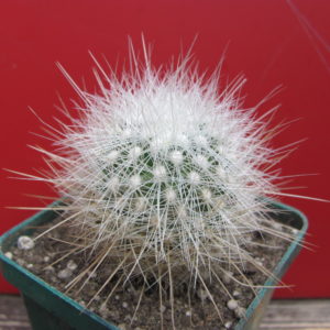 Echinomastus   macdowellii
