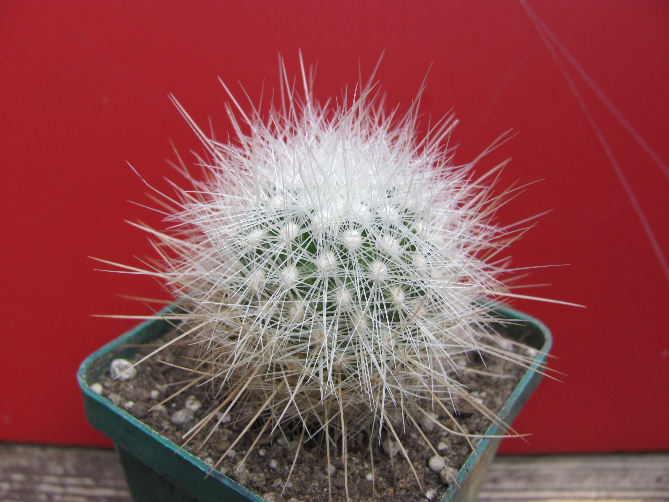 Echinomastus   macdowellii