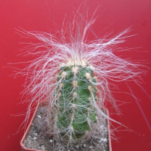 Oreocereus neocelsianus