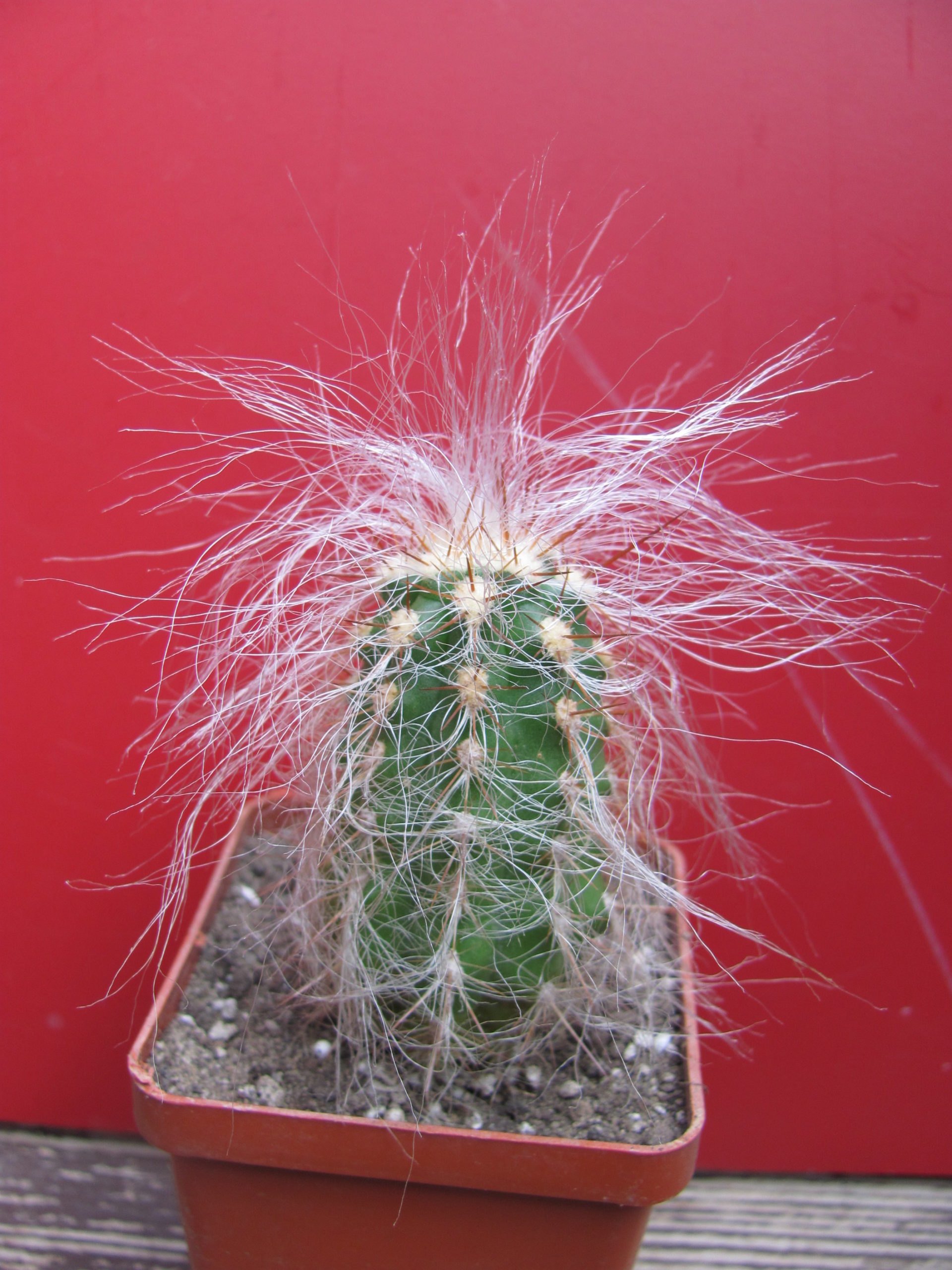 Oreocereus neocelsianus