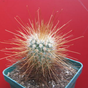 Mammillaria   magnifica