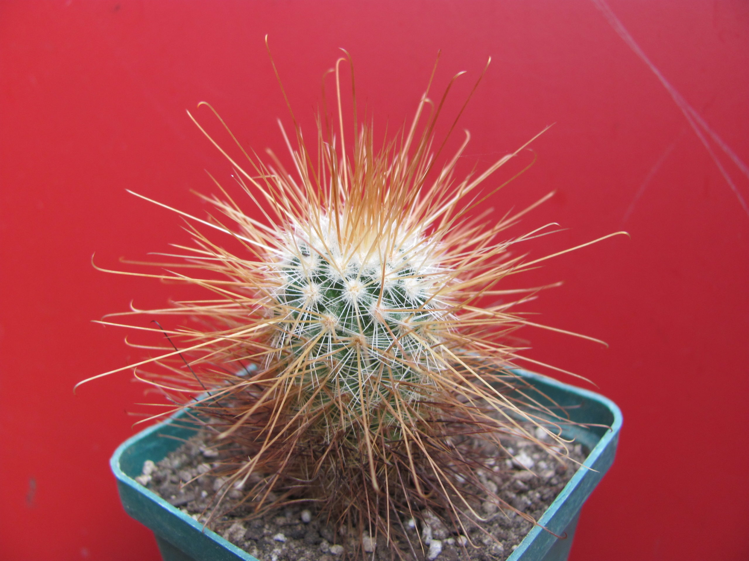 Mammillaria   magnifica