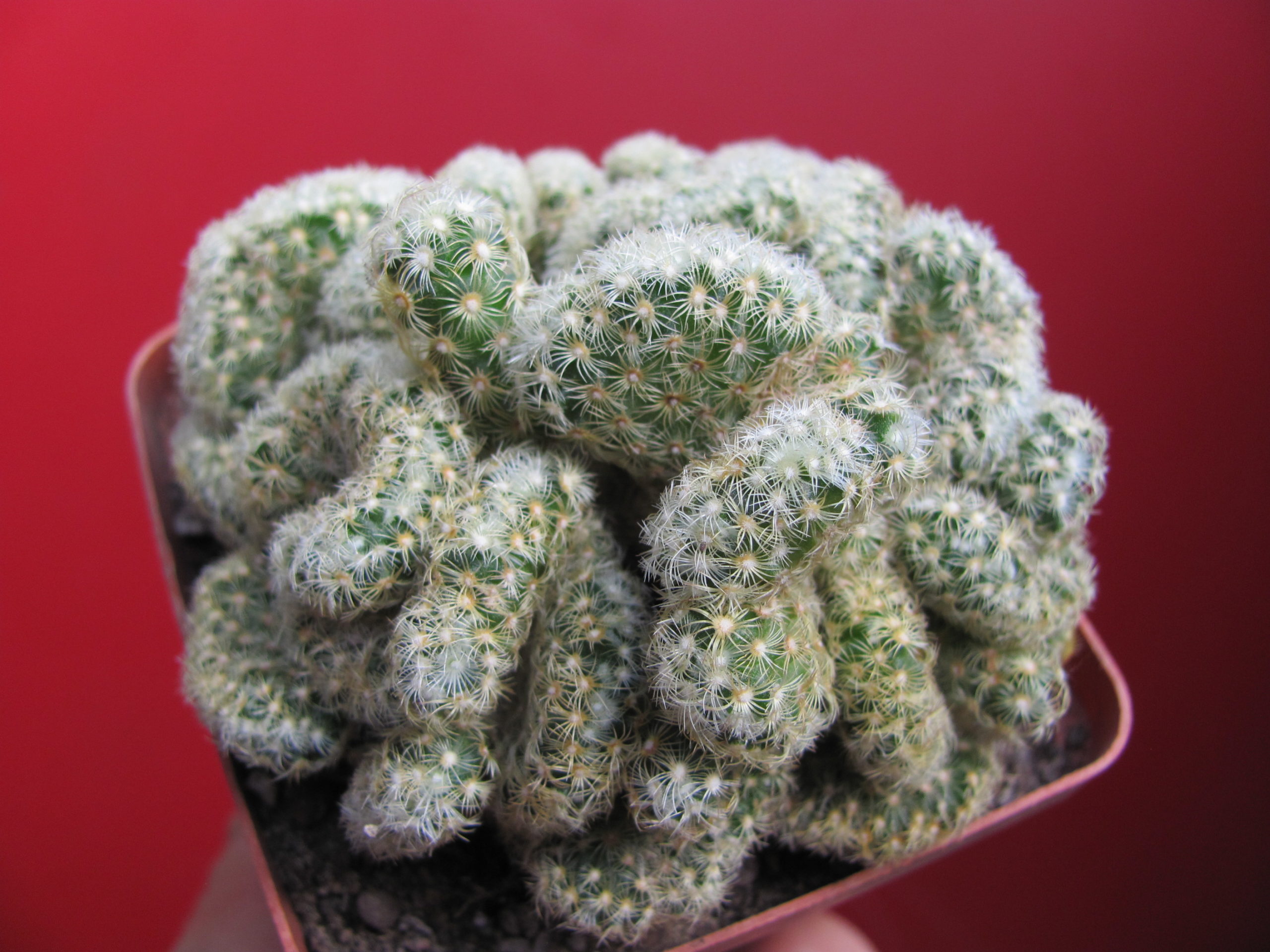 Mammillaria   elongata cristata