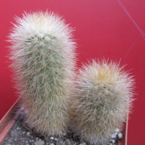 Weberbauerocereus rauhii