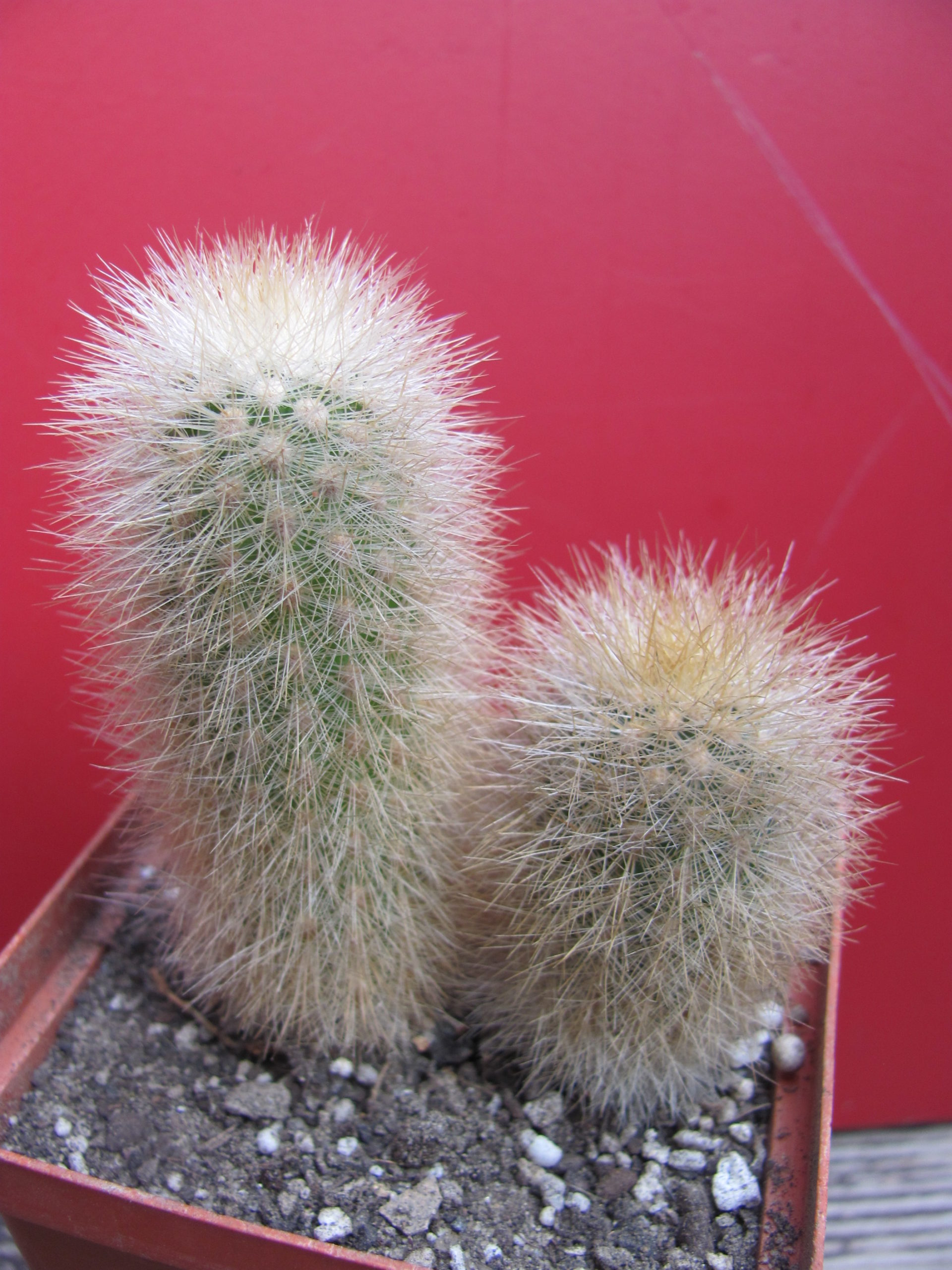 Weberbauerocereus rauhii
