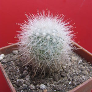 Mammillopsis senilis