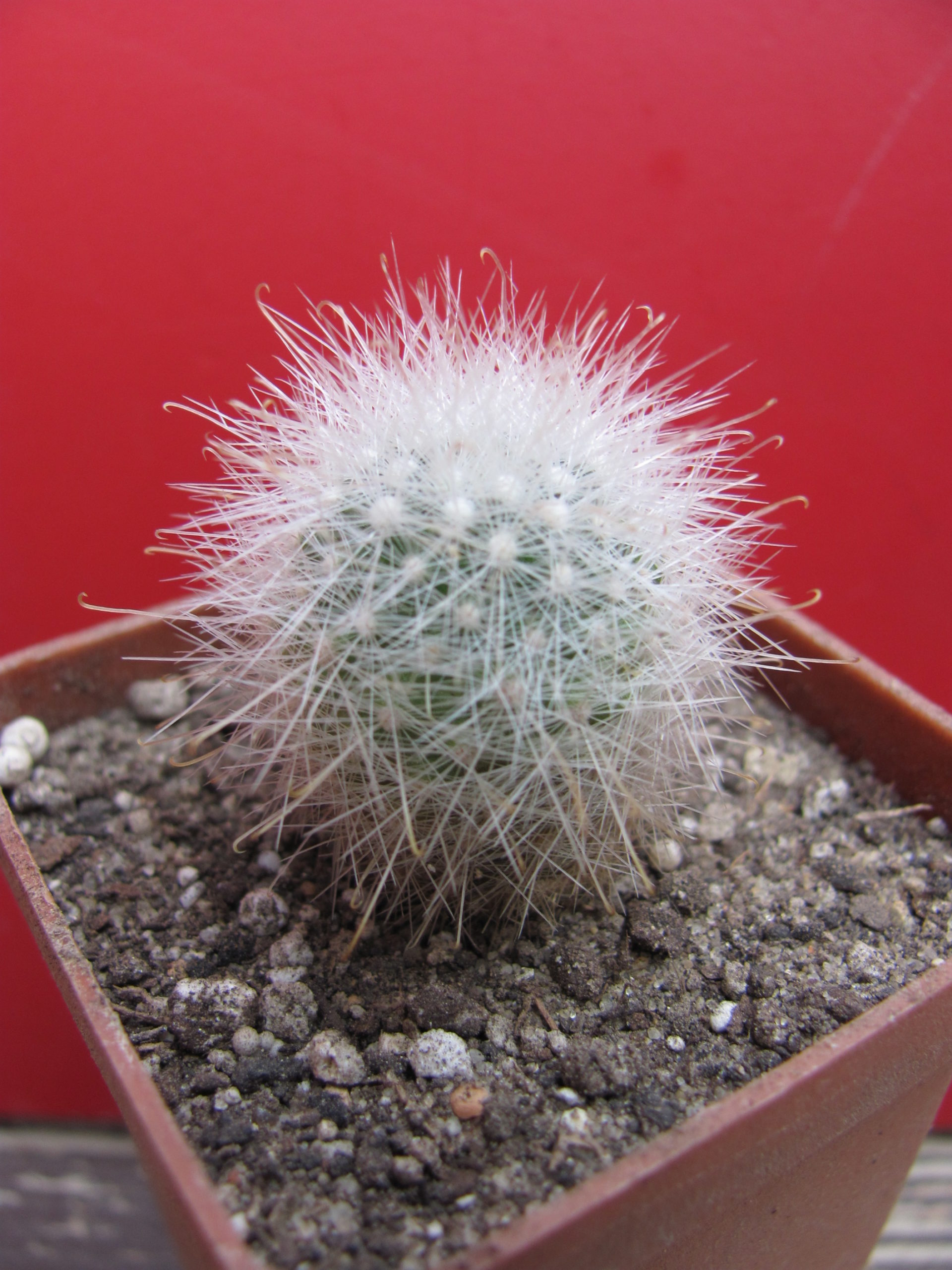 Mammillopsis senilis