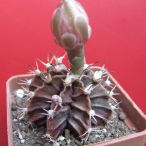 Gymnocalycium   mihanovichii