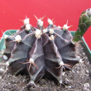 Gymnocalycium  mihanovichii  f. nigra