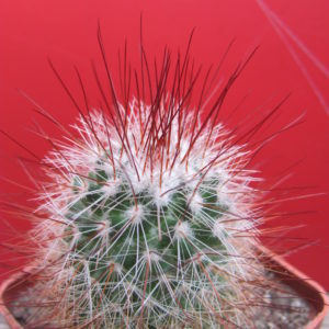 Mammillaria spinosissima
