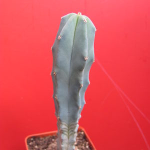 Myrtillocactus geometrizans