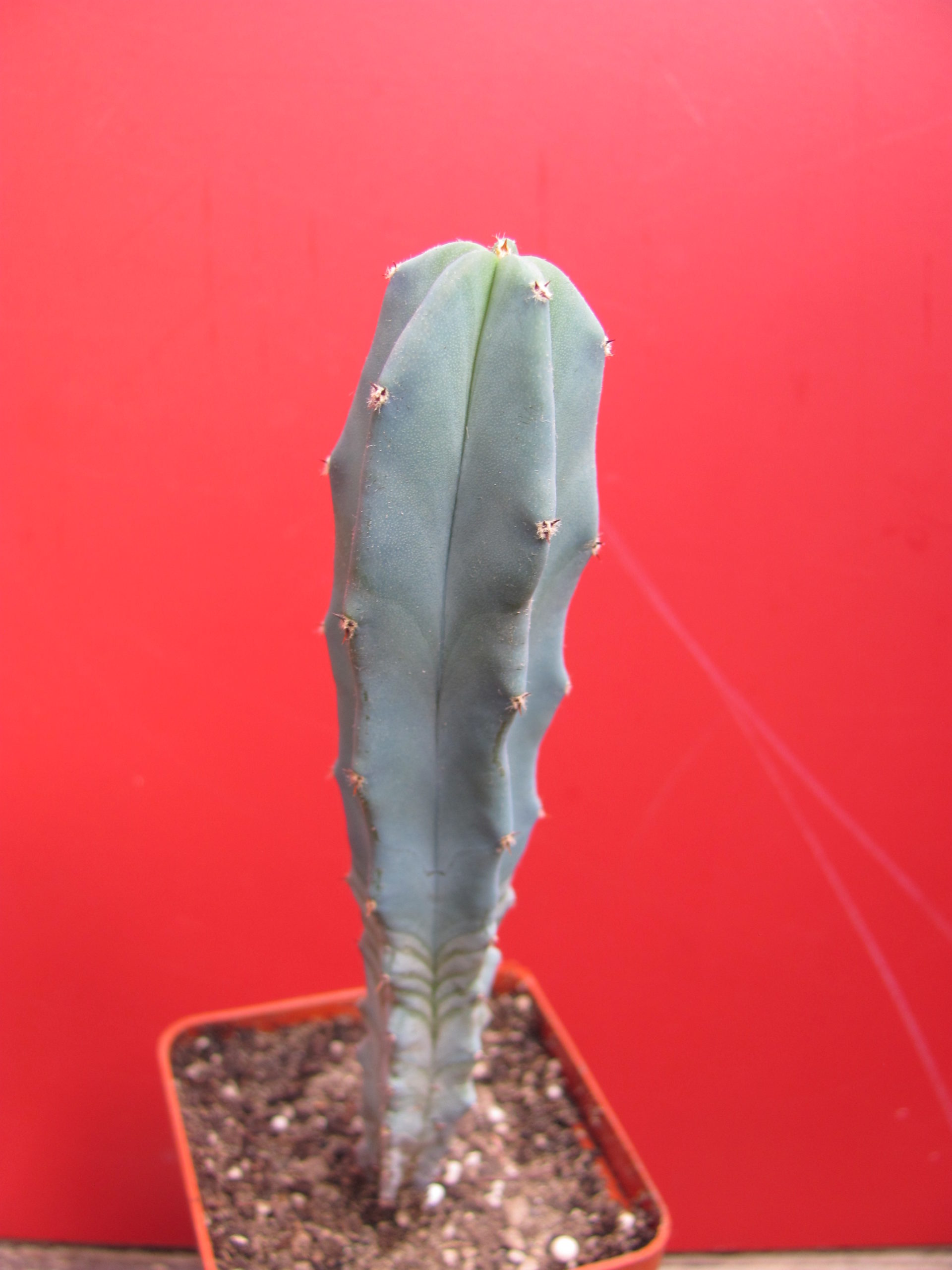 Myrtillocactus geometrizans