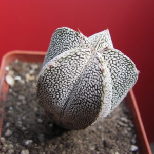 Astrophytum Onzuka