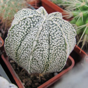 Astrophytum Superkabuto  x  niveum