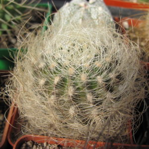 Neoporteria  multicolor     ( yellow spines )