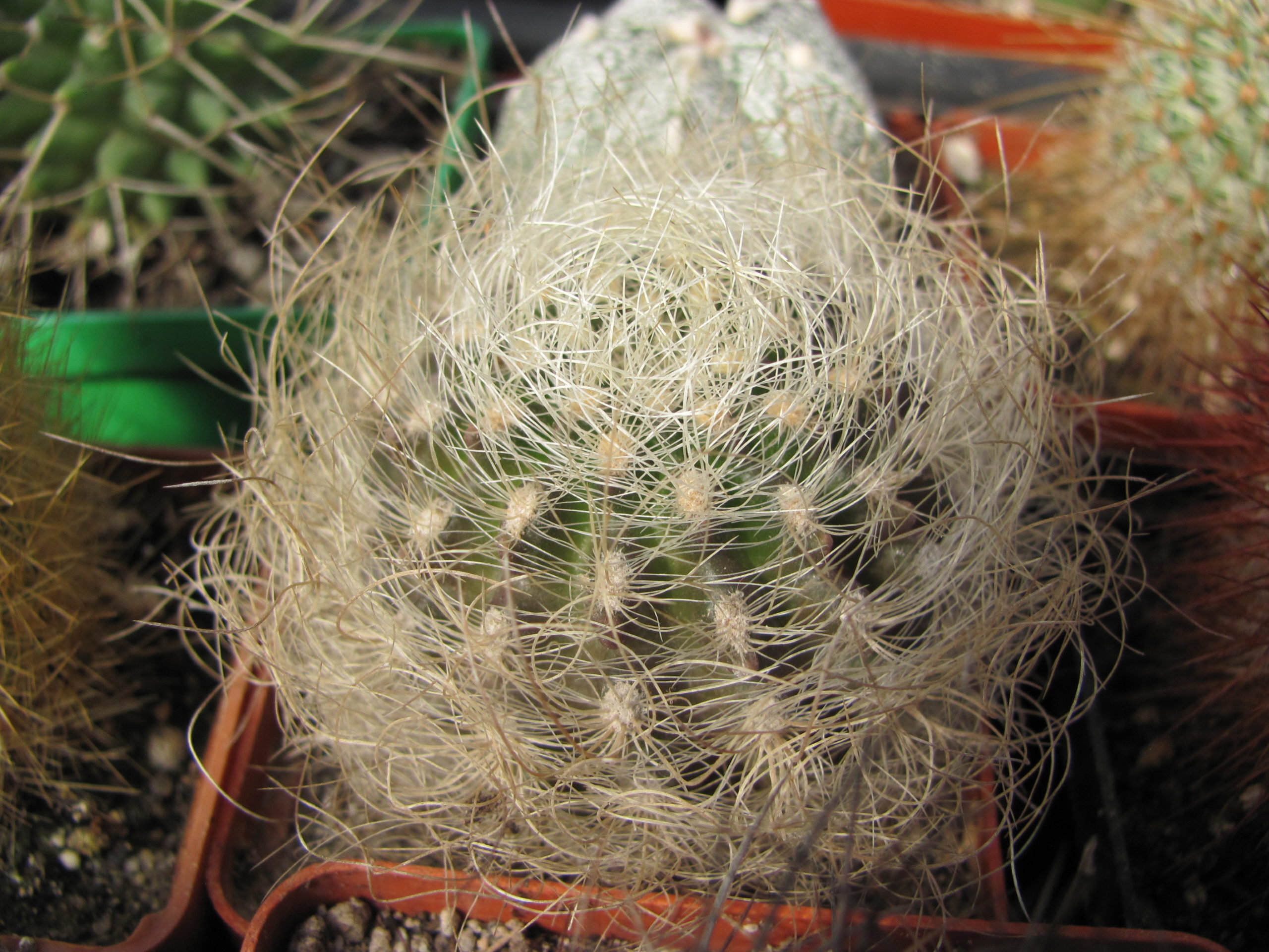 Neoporteria  multicolor     ( yellow spines )