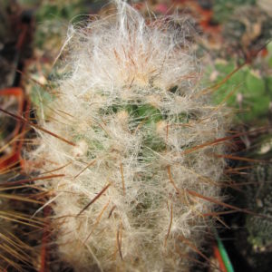 Oreocereus  trollii