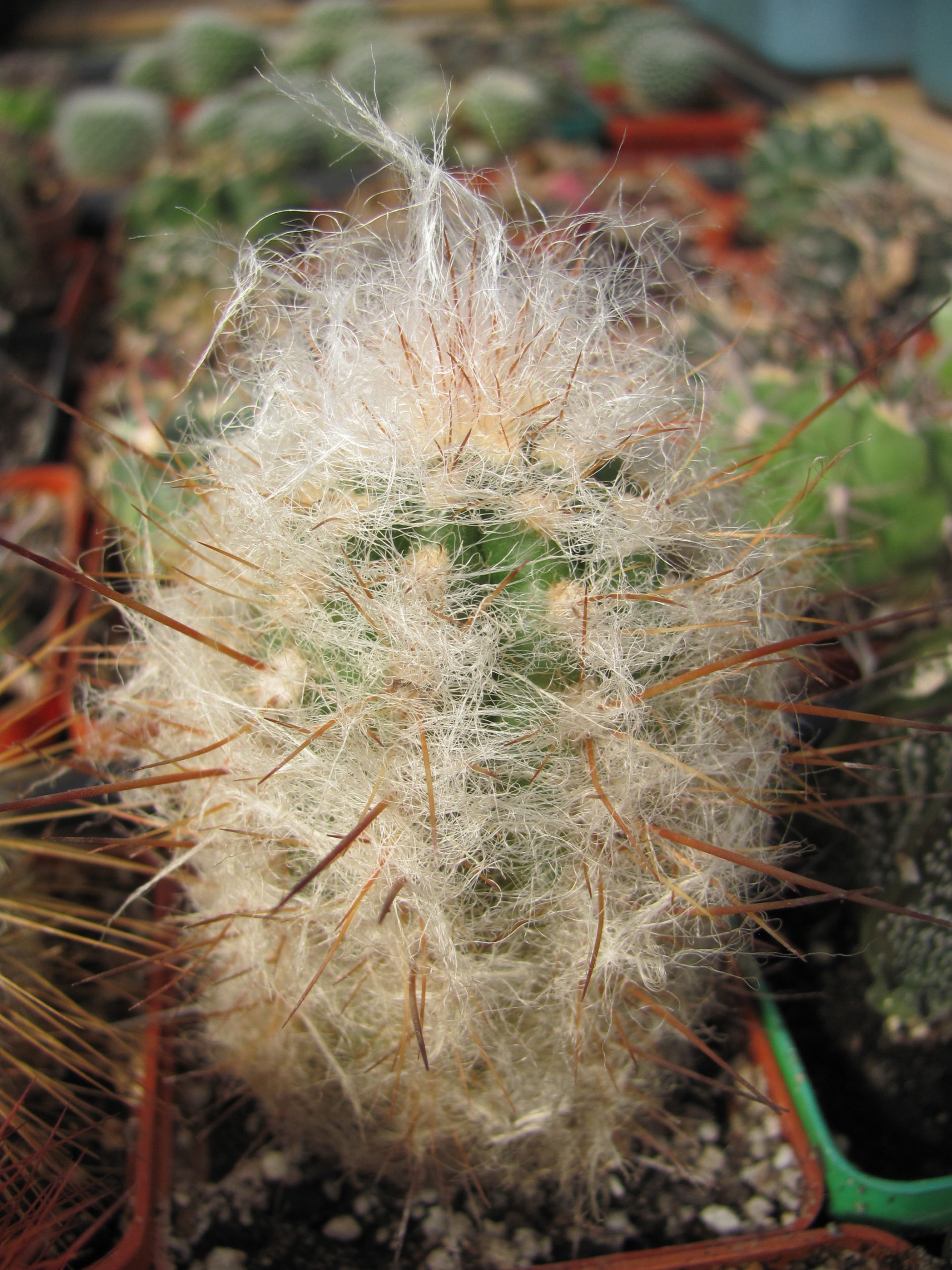 Oreocereus  trollii