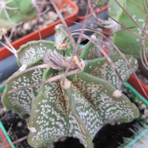 Astrophytum   capricorne  major