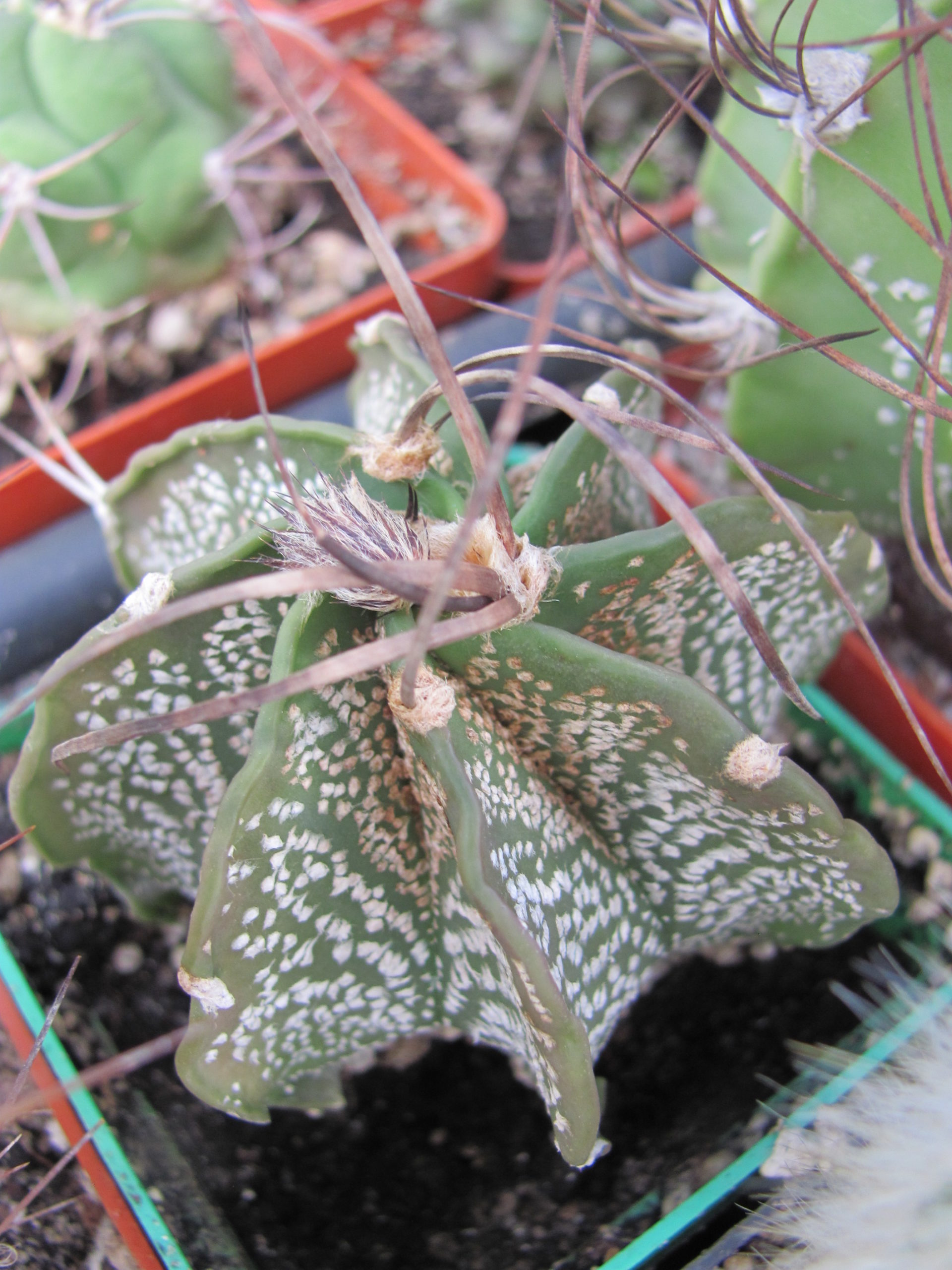 Astrophytum   capricorne  major