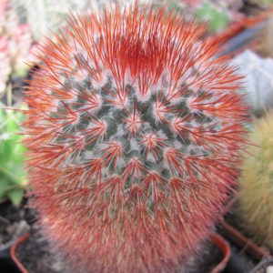 Mammillaria  spinosissima Super Red