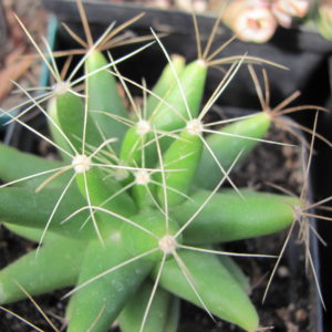 Dolichothele  longimamma