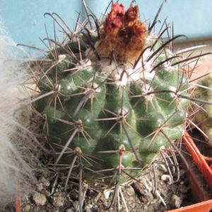 Parodia subterranea