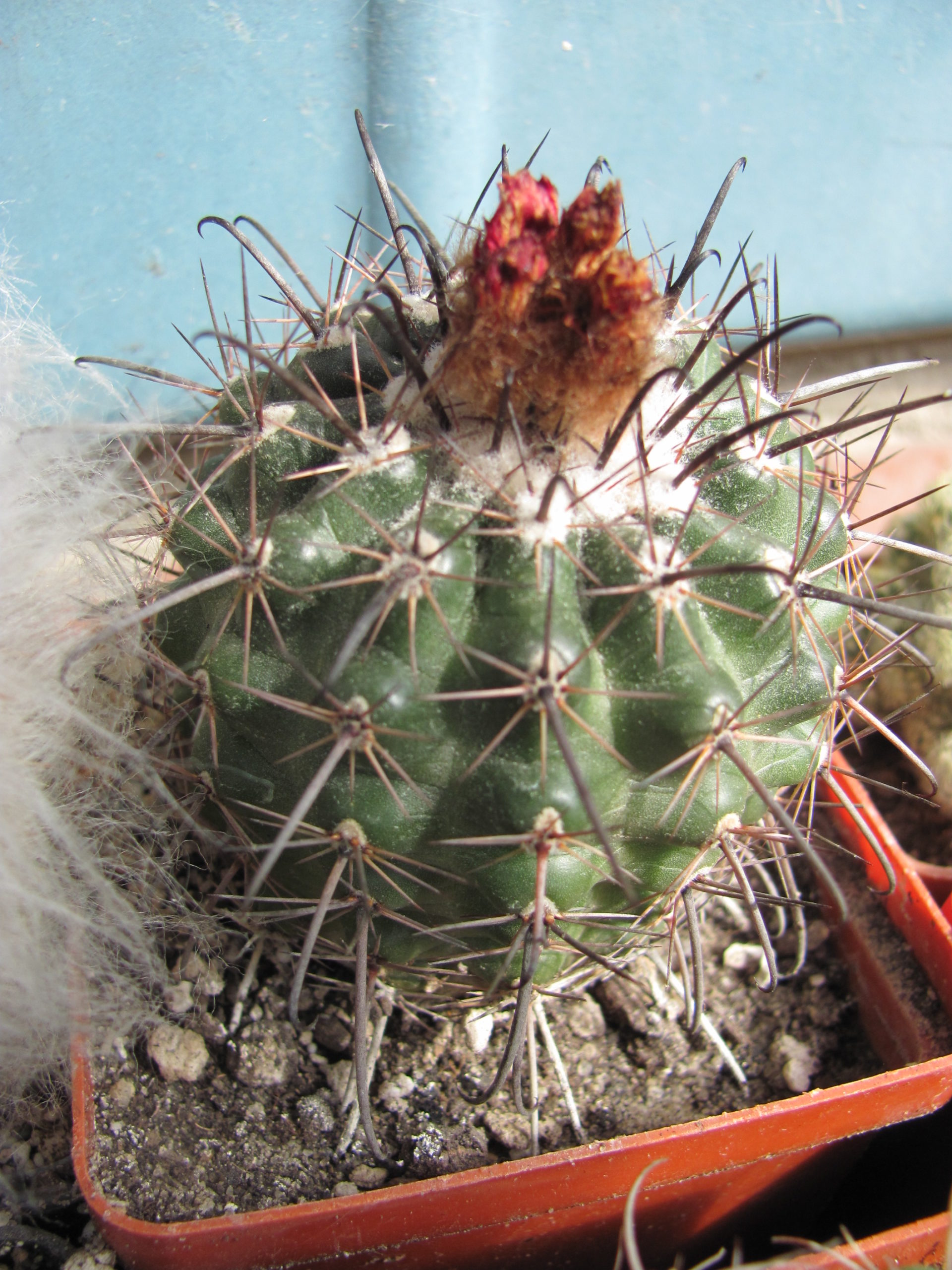 Parodia subterranea